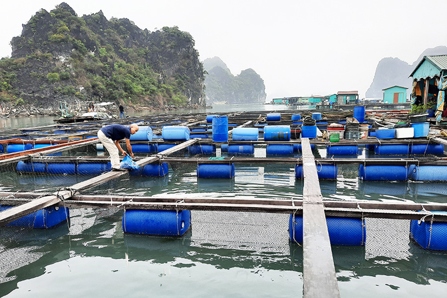 Kỹ thuật nuôi cá lồng bè trên biển