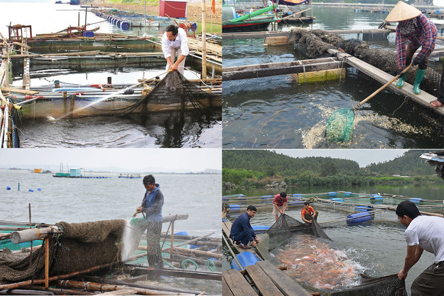 Kỹ thuật nuôi cá lồng bè trên biển