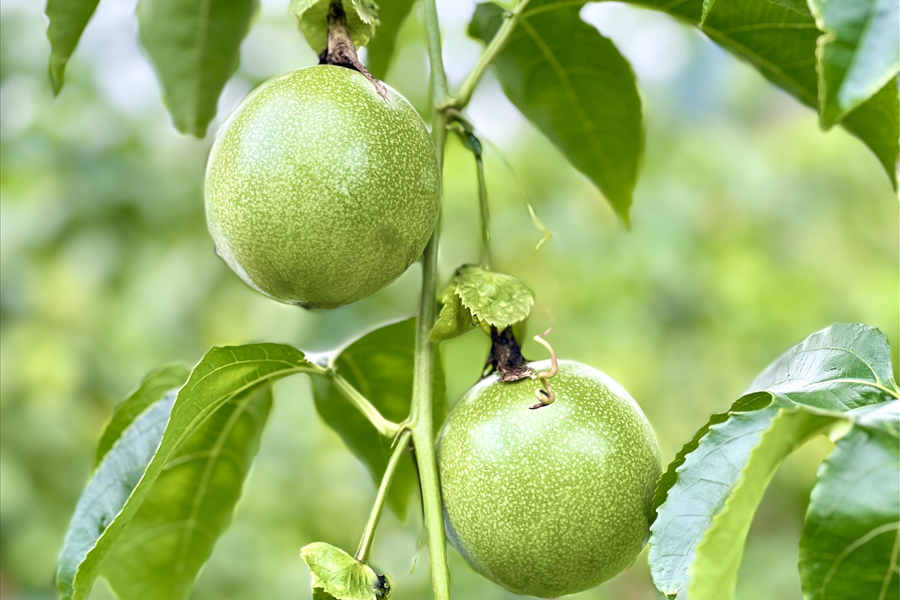 Trồng chanh dây trong nhà kính