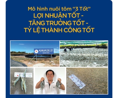 Mô hình Nuôi tôm “3 tốt”: Giải pháp toàn diện cho người nuôi