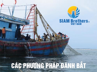 Các phương pháp đánh bắt ngư nghiệp truyền thống và hiện đại và quản lý đánh bắt hiệu quả bền vững 