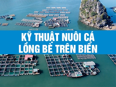 Kỹ thuật nuôi cá lồng bè trên biển