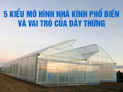 5 kiểu mô hình nhà kính phổ biến và cách sử dụng dây nhà kính hỗ trợ mô hình