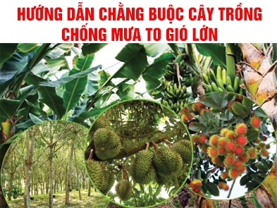 Hướng dẫn chằng buộc cây trồng chống mưa to gió lớn