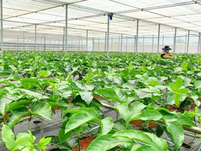 Growing passion fruit in a greenhouse