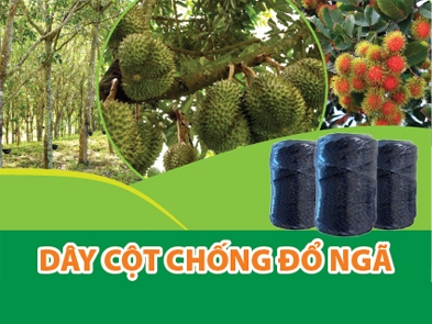 Dây cột chống đổ ngã - Sản phẩm hữu ích trong canh tác nông nghiệp trồng trọt