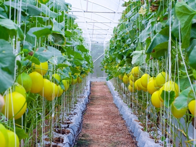 Cucumber/ Melon trellis twine