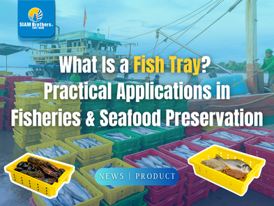 What Is a Fish Tray?  Practical Applications in Fisheries & Seafood Preservation