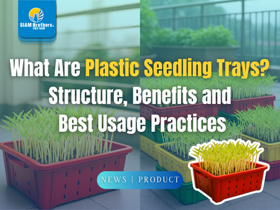 What Are Plastic Seedling Trays?  Structure, Benefits and  Best Usage Practices