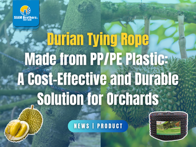 Durian Tying Rope Made from PP/PE Plastic:  A Cost-Effective and Durable Solution for Orchards