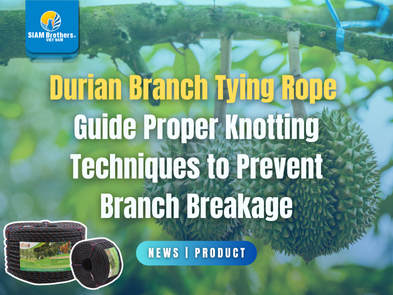 Durian Branch Tying Rope  Guide Proper Knotting Techniques to Prevent Branch Breakage