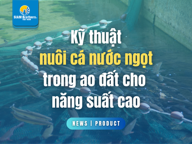 Kỹ thuật nuôi cá nước ngọt trong ao đất cho năng suất cao