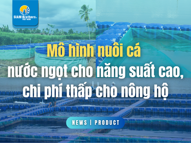 Mô hình nuôi cá nước ngọt cho năng suất cao, chi phí thấp cho nông hộ
