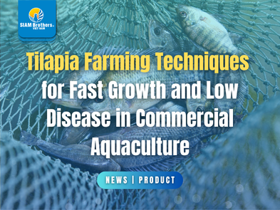 Tilapia Farming Techniques for Fast Growth and Low Disease in Commercial Aquaculture