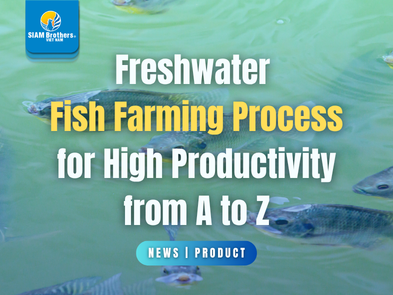 Freshwater Fish Farming Process for High Productivity from A to Z