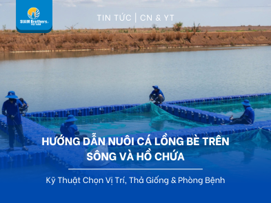 Hướng Dẫn Nuôi Cá Lồng Bè Trên Sông Và Hồ Chứa: Kỹ Thuật Chọn Vị Trí, Thả Giống & Phòng Bệnh