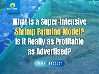 What Is a Super-Intensive Shrimp Farming Model? Is It Really as Profitable as Advertised?