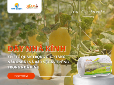 Dây Nhà Kính SIAM Eco Farm: Yếu Tố Quan Trọng Giúp Tăng Năng Suất Và Bảo Vệ Cây Trồng Trong Nhà Kính