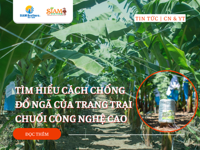 Tìm hiểu cách chống đổ ngã của trang trại chuối công nghệ cao giúp giảm 30% hao hụt