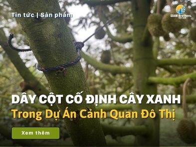 Dây Cột Cố Định Cây Xanh Trong Dự Án Cảnh Quan Đô Thị