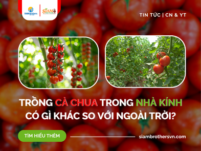 Trồng Cà Chua Trong Nhà Kính Có Gì Khác So Với Ngoài Trời?