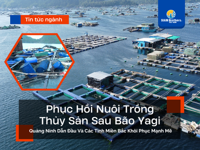 Phục Hồi Nuôi Trồng Thủy Sản Sau Bão Yagi: Quảng Ninh Dẫn Đầu Và Các Tỉnh Miền Bắc Khôi Phục Mạnh Mẽ
