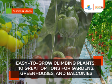 Easy-to-Grow Climbing Plants: 10 Great Options for Gardens, Greenhouses, and Balconies