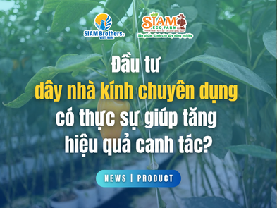 Đầu tư dây nhà kính chuyên dụng có thực sự giúp tăng hiệu quả canh tác?