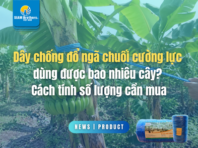 Dây chống đổ ngã chuối cường lực dùng được bao nhiêu cây? Cách tính số lượng cần mua