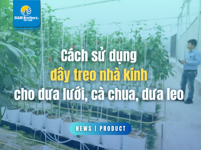 Cách sử dụng dây treo nhà kính cho dưa lưới, cà chua, dưa leo 