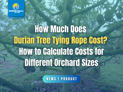 How Much Does Durian Tree Tying Rope Cost? How to Calculate Costs for Different Orchard Sizes