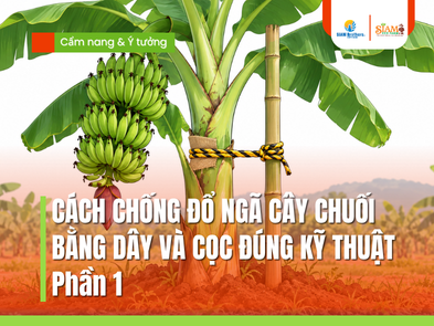 Cách chống đổ ngã cây chuối bằng dây và cọc đúng kỹ thuật | Phần 1