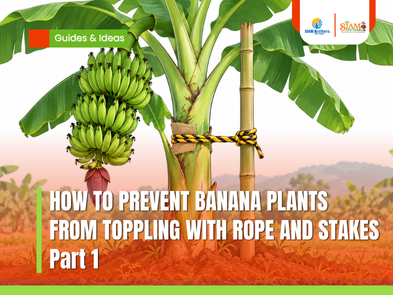 How to Prevent Banana Plants from Toppling with Rope and Stakes | Part 1