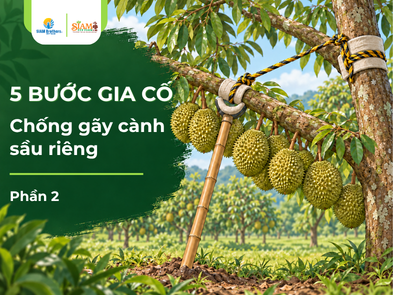 Cách chống gãy cành sầu riêng với 5 bước gia cố dễ áp dụng | Phần 2