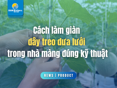 Cách làm giàn dây treo dưa lưới trong nhà màng đúng kỹ thuật