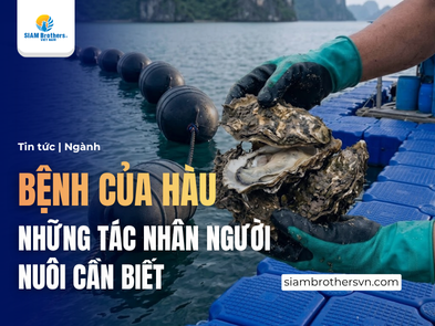 Hàu chết bất thường: Phân biệt bệnh, môi trường và sinh vật gây hại