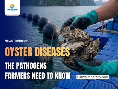 Why Do Farmed Oysters Grow Slowly or Die in Large Numbers?